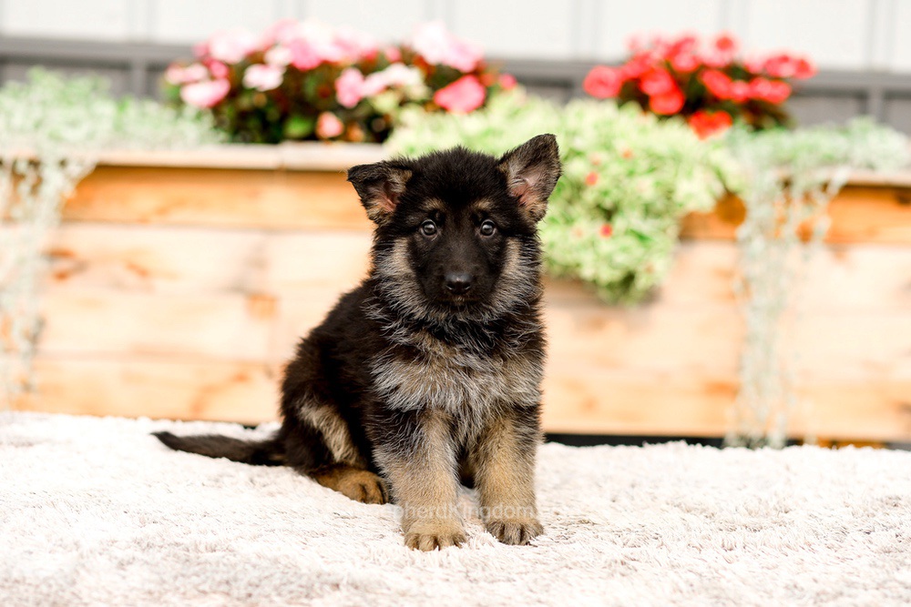 Rory Image of Rory, a German Shepherd puppy