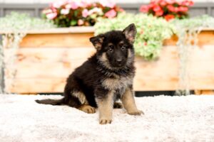 Rory Image of Rory, a German Shepherd puppy