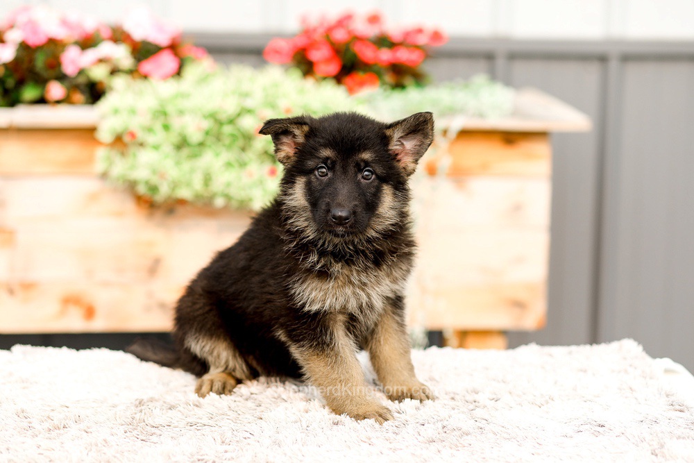 Rory Image of Rory, a German Shepherd puppy