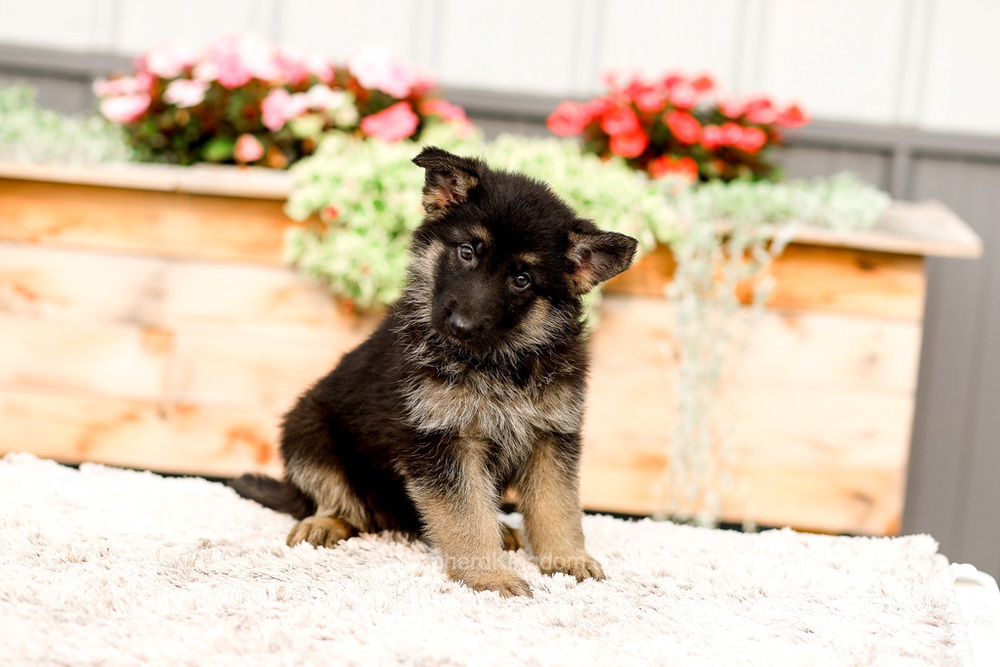 Rory Image of Rory, a German Shepherd puppy