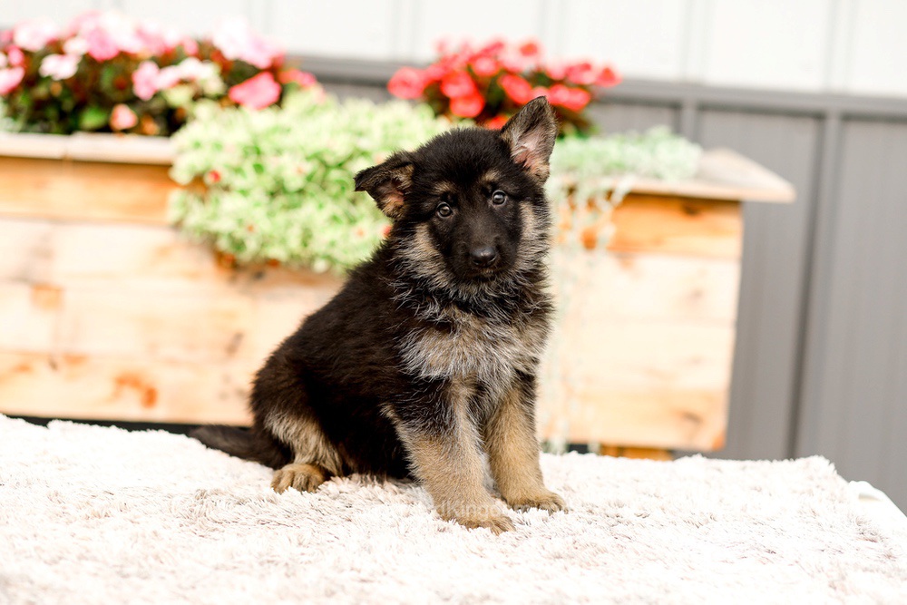 Rory Image of Rory, a German Shepherd puppy