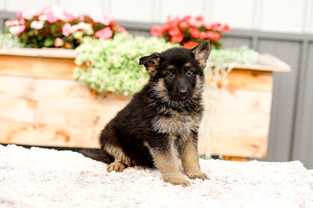 Rory Image of Rory, a German Shepherd puppy