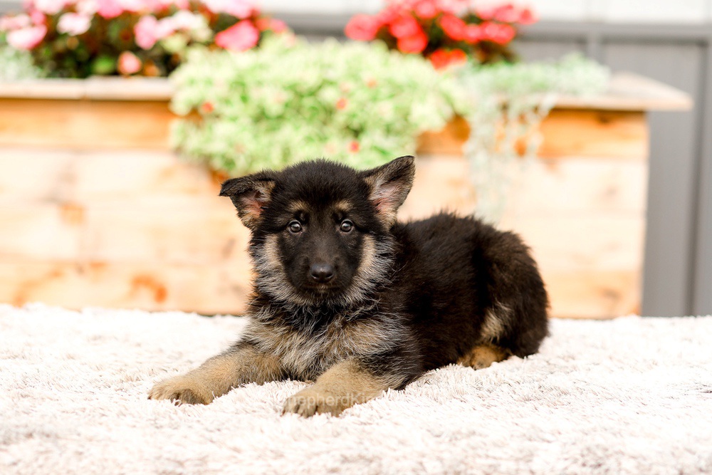 Rory Image of Rory, a German Shepherd puppy