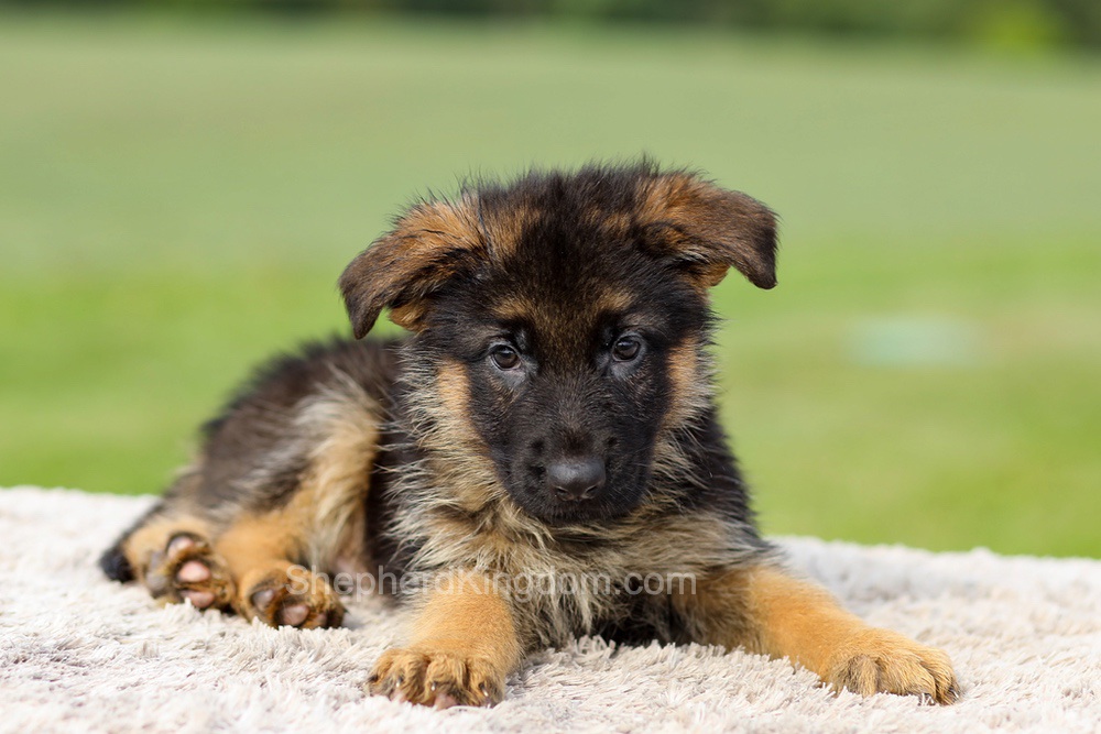 Sawyer Image of Sawyer, a German Shepherd puppy