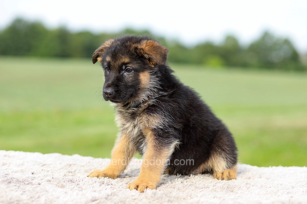 Sawyer Image of Sawyer, a German Shepherd puppy