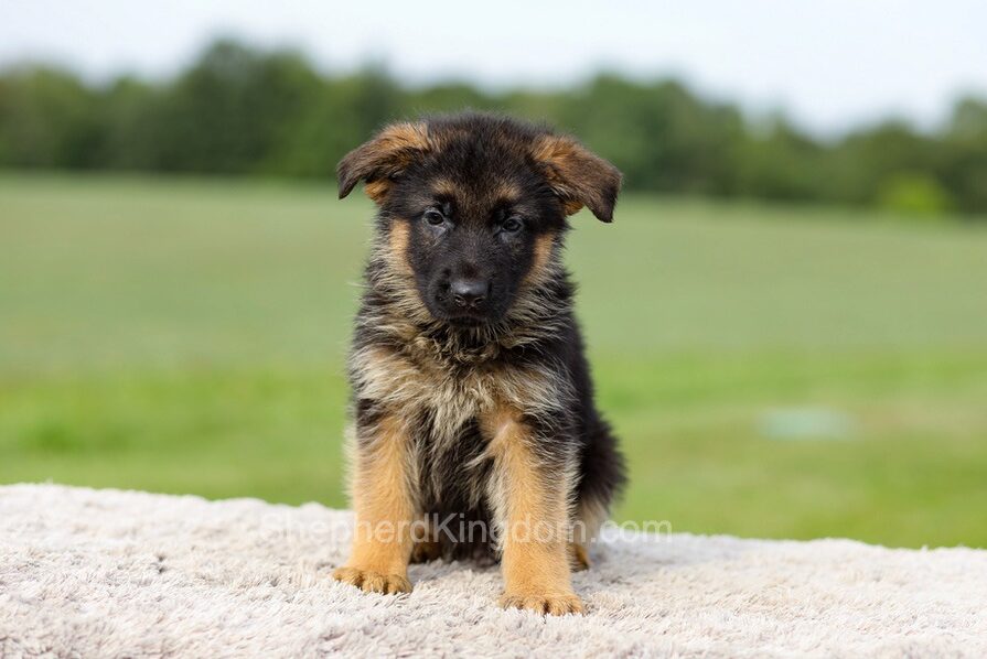 Sawyer Image of Sawyer, a German Shepherd puppy
