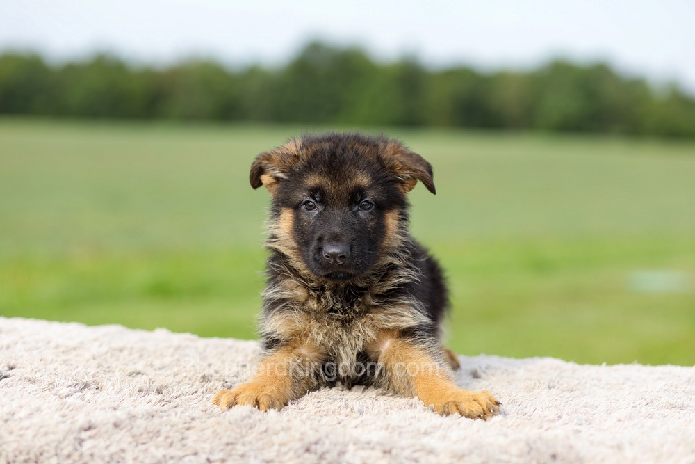 Sawyer Image of Sawyer, a German Shepherd puppy