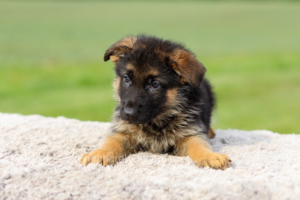 Sawyer Image of Sawyer, a German Shepherd puppy