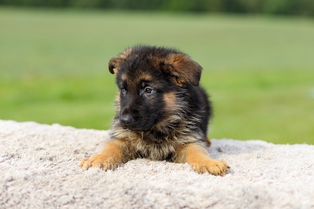 Sawyer Image of Sawyer, a German Shepherd puppy