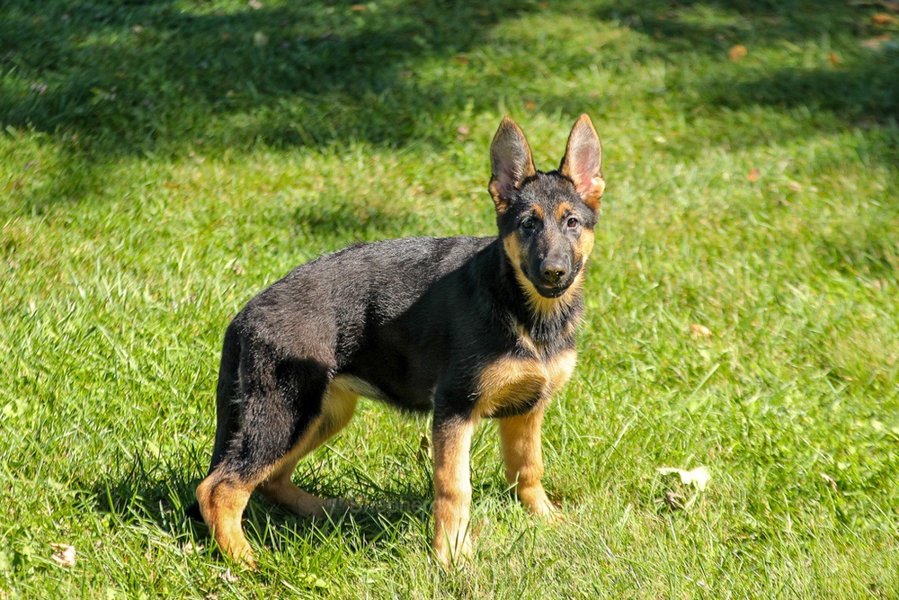 Tara Image of Tara, a German Shepherd puppy