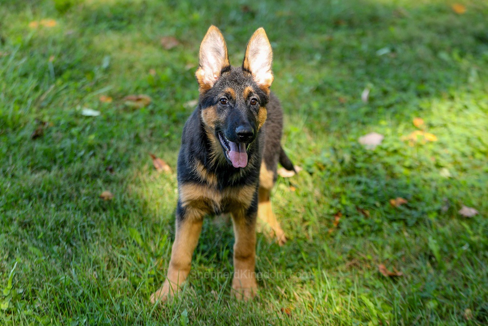 Tara Image of Tara, a German Shepherd puppy