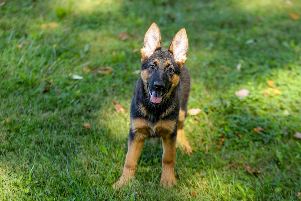 Tara Image of Tara, a German Shepherd puppy