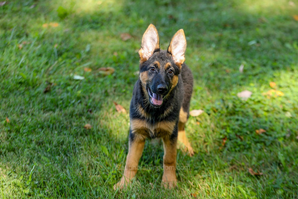 Tara Image of Tara, a German Shepherd puppy