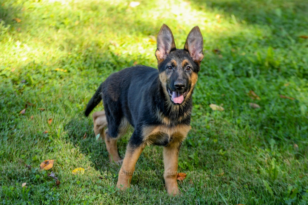 Tara Image of Tara, a German Shepherd puppy