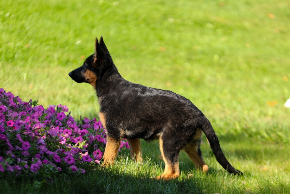 Tara Image of Tara, a German Shepherd puppy