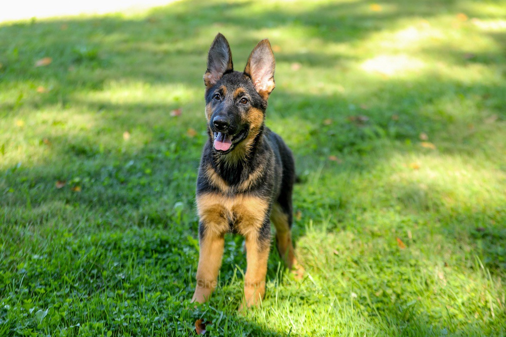 Tara Image of Tara, a German Shepherd puppy