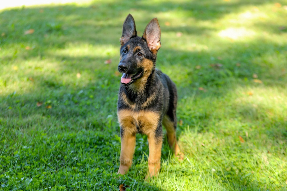 Tara Image of Tara, a German Shepherd puppy