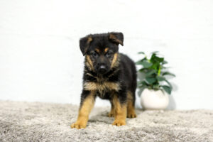 Image of Tara, a German Shepherd puppy