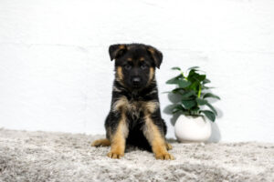 Image of Tatum, a German Shepherd puppy