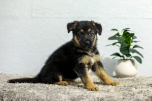 Image of Teagan, a German Shepherd puppy