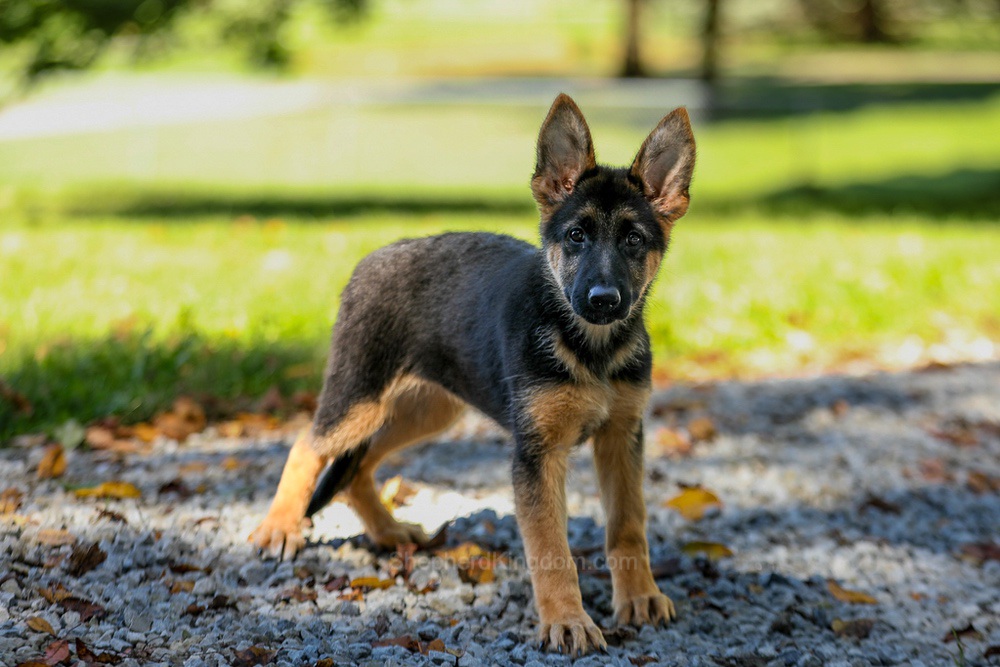 Tesla Image of Tesla, a German Shepherd puppy