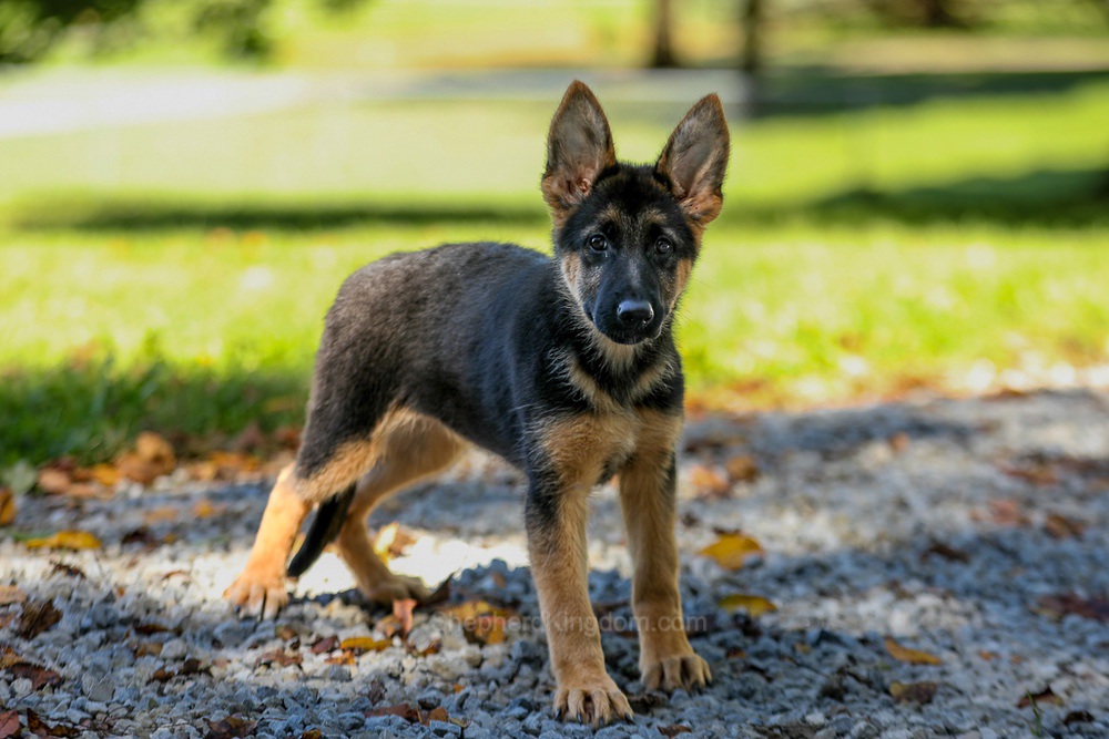 Tesla Image of Tesla, a German Shepherd puppy