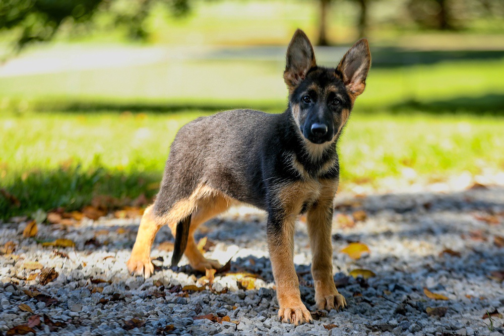 Tesla Image of Tesla, a German Shepherd puppy