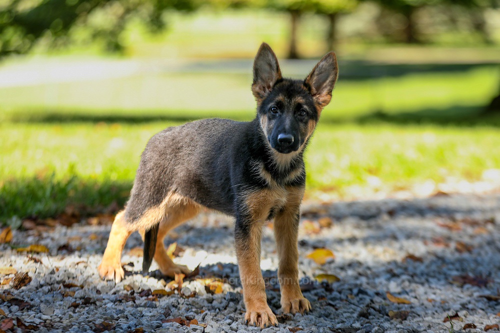 Tesla Image of Tesla, a German Shepherd puppy