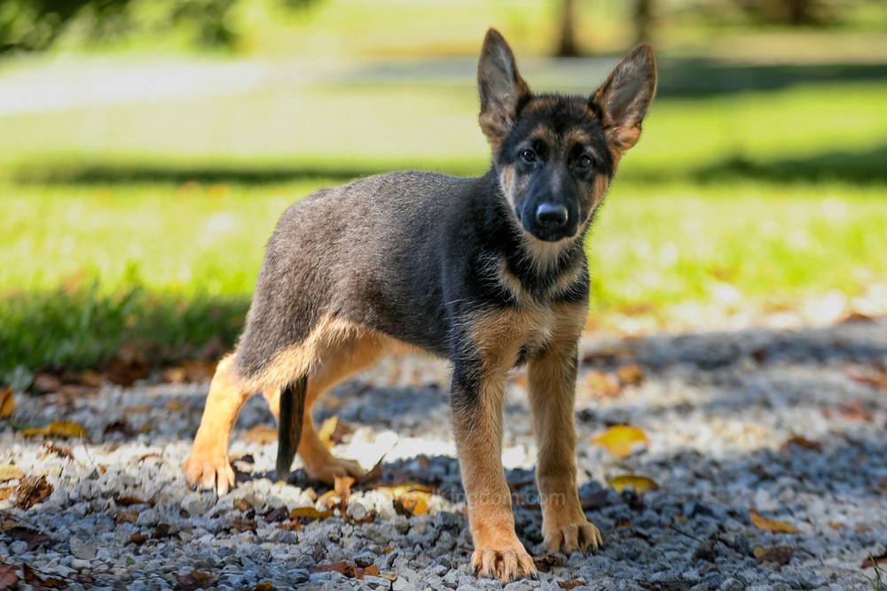 Tesla Image of Tesla, a German Shepherd puppy