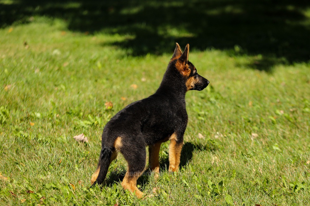 Tesla Image of Tesla, a German Shepherd puppy