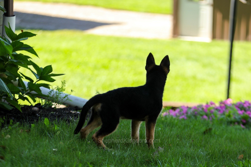 Tesla Image of Tesla, a German Shepherd puppy
