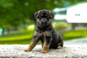 Image of Timber, a German Shepherd puppy