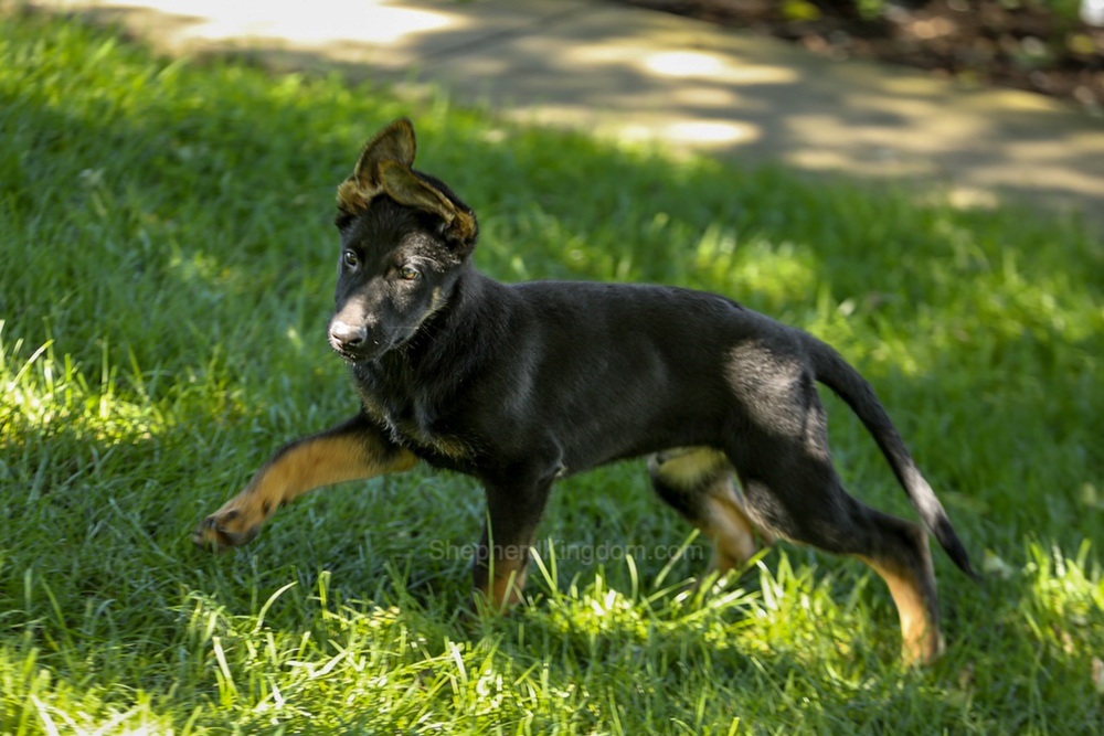 Weston Image of Weston, a German Shepherd puppy