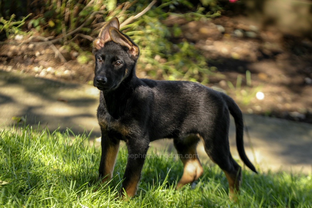 Weston Image of Weston, a German Shepherd puppy