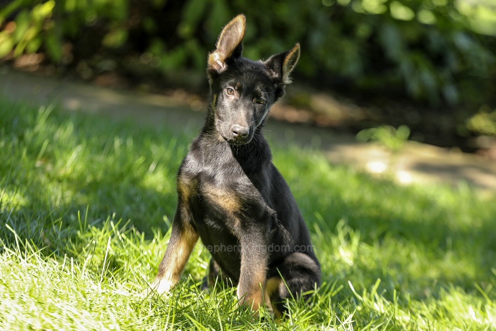 Weston Image of Weston, a German Shepherd puppy