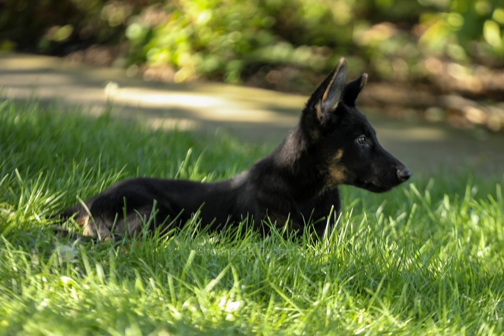Weston Image of Weston, a German Shepherd puppy