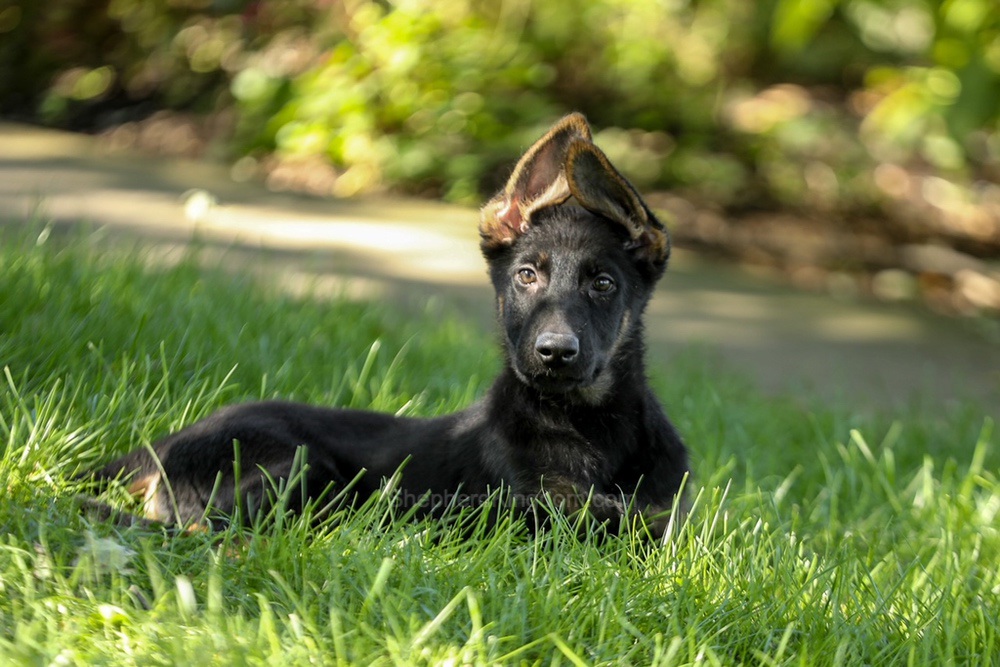 Weston Image of Weston, a German Shepherd puppy