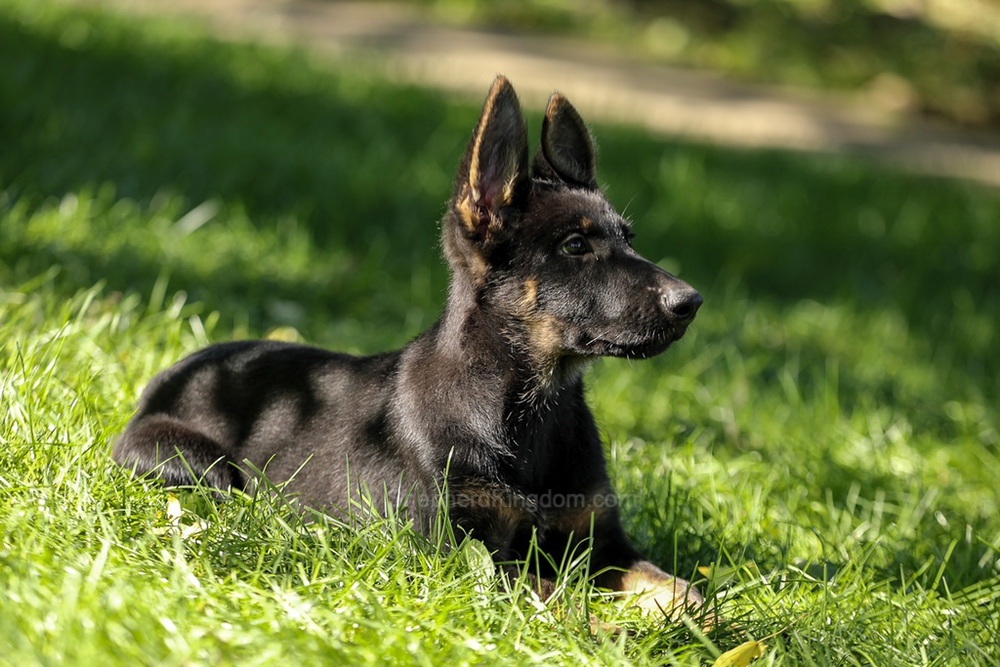 Weston Image of Weston, a German Shepherd puppy