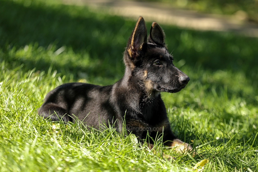Weston Image of Weston, a German Shepherd puppy
