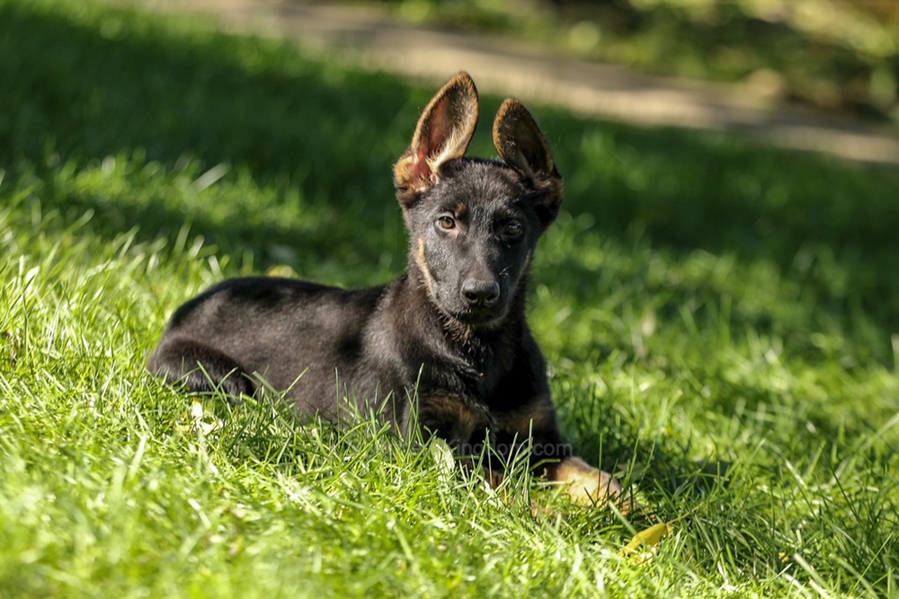 Weston Image of Weston, a German Shepherd puppy