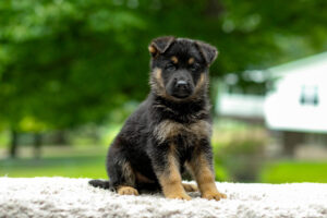 Image of Taylor, a German Shepherd puppy