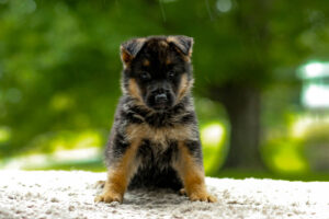 Image of Tesla, a German Shepherd puppy