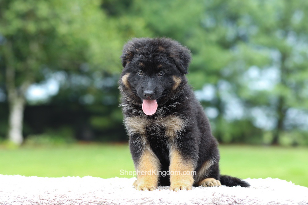 Aurora Image of Aurora, a German Shepherd puppy