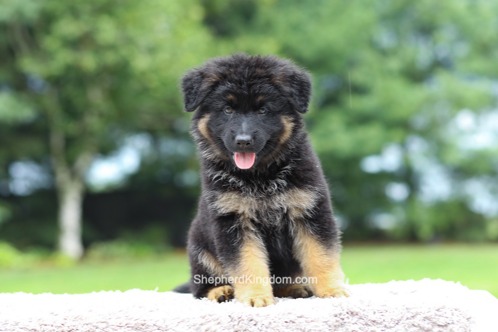 Aurora Image of Aurora, a German Shepherd puppy