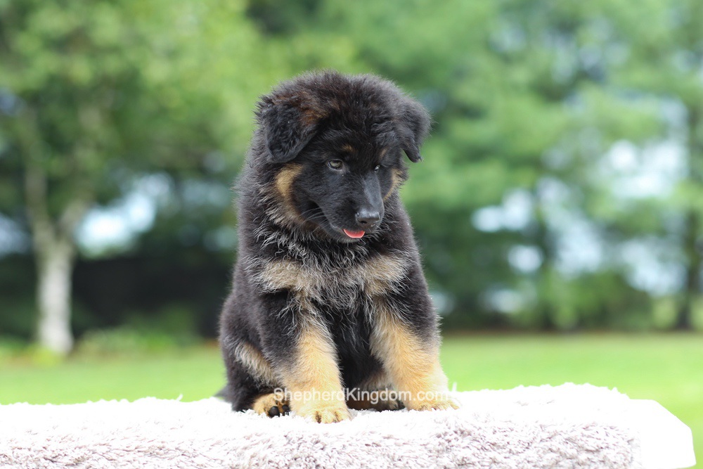 Aurora Image of Aurora, a German Shepherd puppy