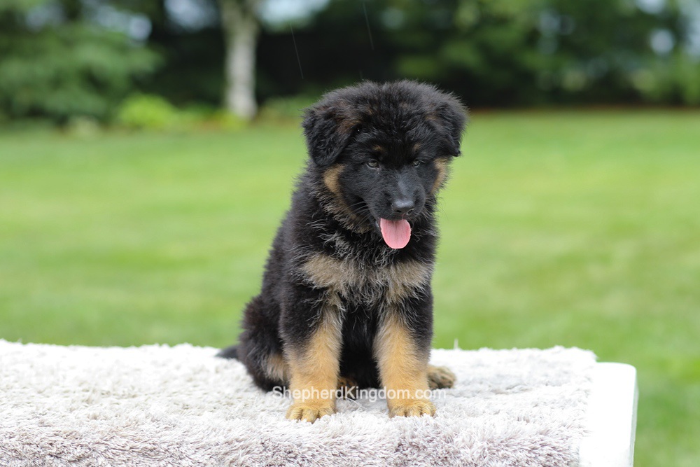 Aurora Image of Aurora, a German Shepherd puppy