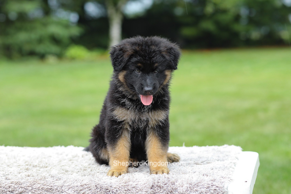 Aurora Image of Aurora, a German Shepherd puppy