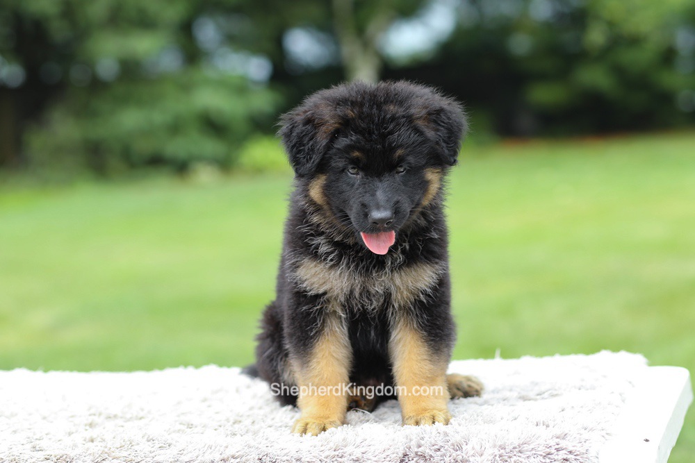 Aurora Image of Aurora, a German Shepherd puppy