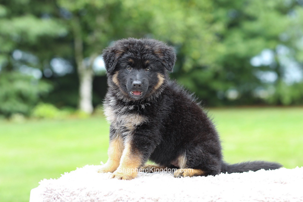 Aurora Image of Aurora, a German Shepherd puppy