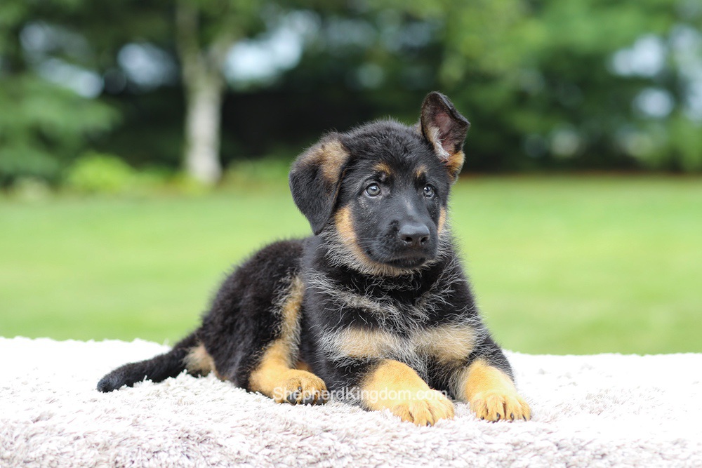 Axel Image of Axel, a German Shepherd puppy
